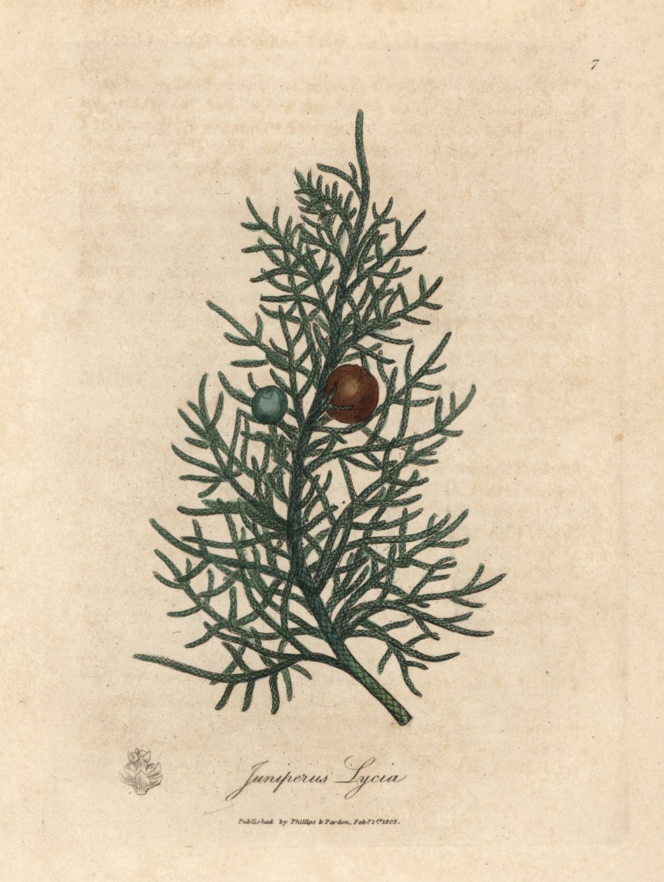 杉树（Juniperus lycia）的枝条和浆果 作者 詹姆斯·索尔比
