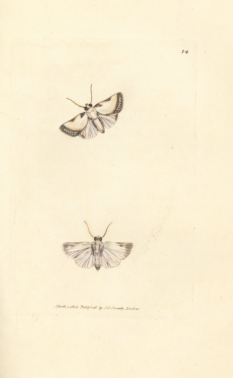 布里克斯顿美女，Acontia nitidula (Phalaena catena)。詹姆斯-索尔比（James Sowerby）的手工彩色铜版雕刻，选自《英国杂录》（The British Miscellany），或《新奇、稀有或鲜为人知的动物题材彩色图片》（Colored figures of new, rare, or little known animal subjects）。 作者 詹姆斯·索尔比