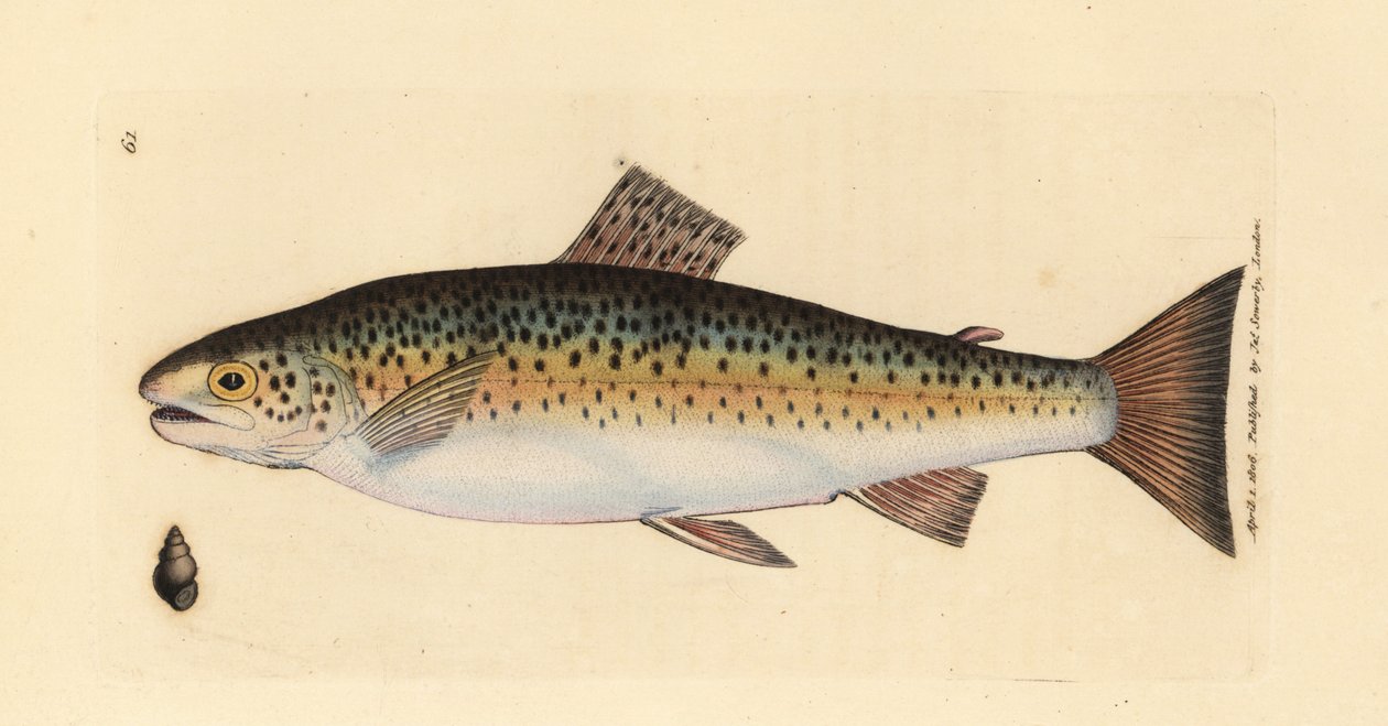 褐鳟鱼（Gillaroo trout，Salmo fario）。 《英国杂记》中詹姆斯·索尔比 (James Sowerby) 的手绘铜版雕刻，或新的、稀有的或鲜为人知的动物主题的彩色人物。 作者 詹姆斯·索尔比