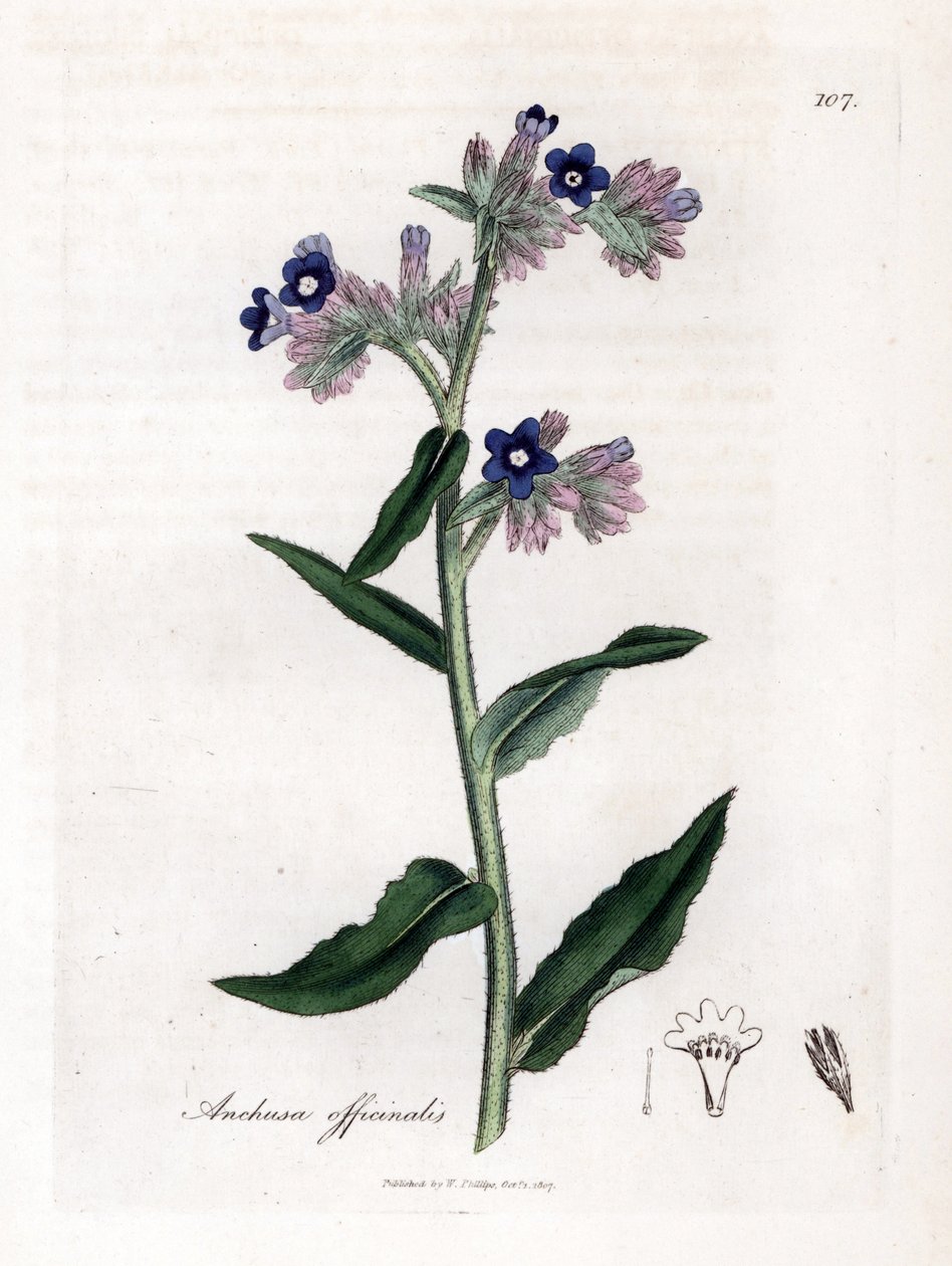 Bugloss officinale - 虫草，Anchusa officinalis。詹姆斯-索尔比（James Sowerby）根据威廉-伍德维尔（William Woodville）和威廉-杰克逊-胡克爵士（William Jackson Hooker）的《医学植物学》绘制的植物插图所作的手工彩色铜版雕刻，约翰-伯恩，伦敦 作者 詹姆斯·索尔比
