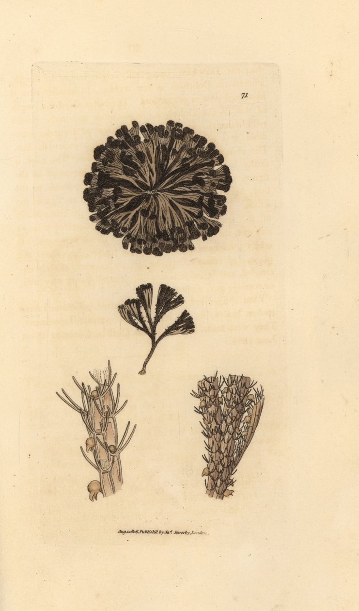 Bugulina avillaryia (Flustra avillaryis)。 《英国杂记》中詹姆斯·索尔比 (James Sowerby) 的手绘铜版雕刻，或新的、稀有的或鲜为人知的动物主题的彩色人物。 作者 詹姆斯·索尔比