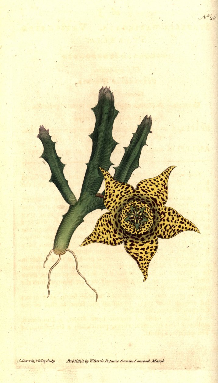 仙人掌淀粉 - Orbea variegata（杂色五角星，Stapelia variegata）。 詹姆斯·索尔比 (James Sowerby) 手绘的铜版雕刻和植物插图，来自威廉·柯蒂斯 (William Curtis) 的《植物杂志》，兰贝斯沼泽，伦敦 作者 詹姆斯·索尔比