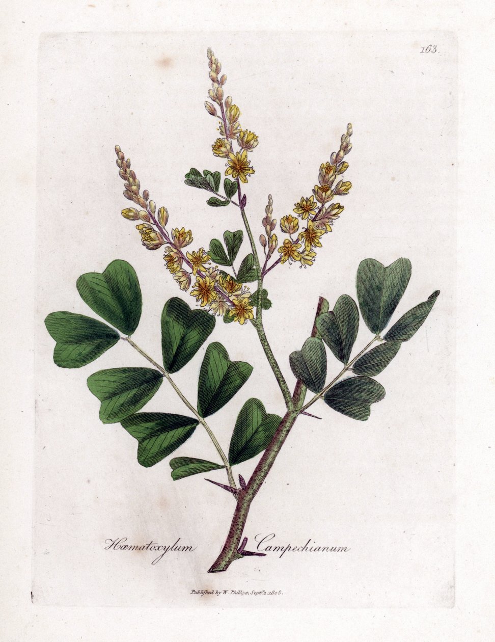 莰烯木--原木，Haematoxylum campechianum。詹姆斯-索尔比（James Sowerby）根据威廉-伍德维尔（William Woodville）和威廉-杰克逊-胡克爵士（William Jackson Hooker）的《医学植物学》绘制的植物插图所作的手工彩色铜版画，约翰-伯恩，伦敦 作者 詹姆斯·索尔比