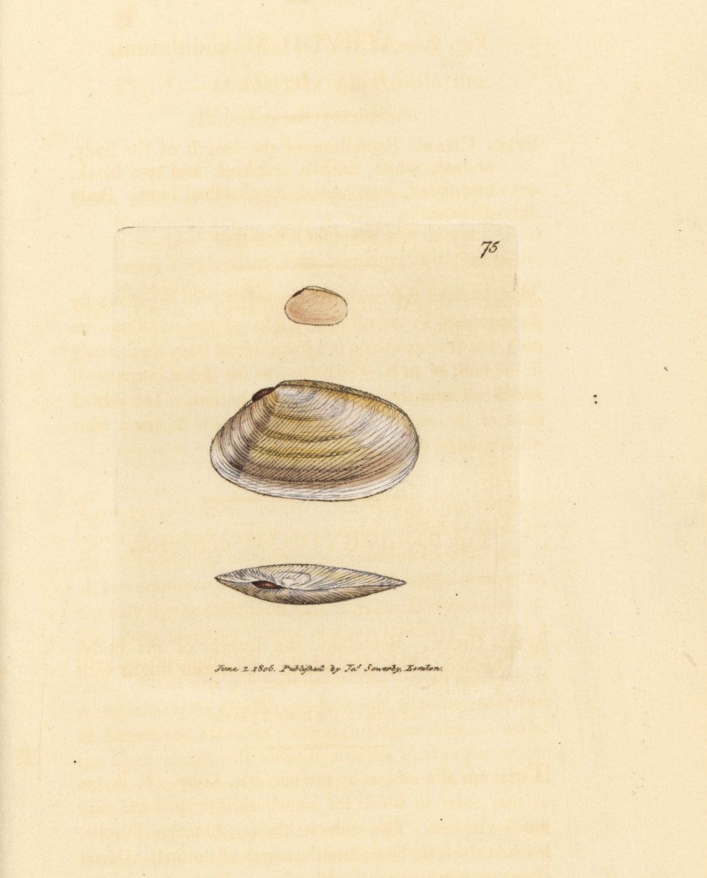 糖果棒泰利纳贝壳（Tellina similis）。詹姆斯-索尔比（James Sowerby）的手工彩色铜版雕刻，选自《英国杂录》（The British Miscellany），或《新颖、稀有或鲜为人知的动物题材的彩色图片》（Colored figures of new, rare, or little known animal subjects）。 作者 詹姆斯·索尔比