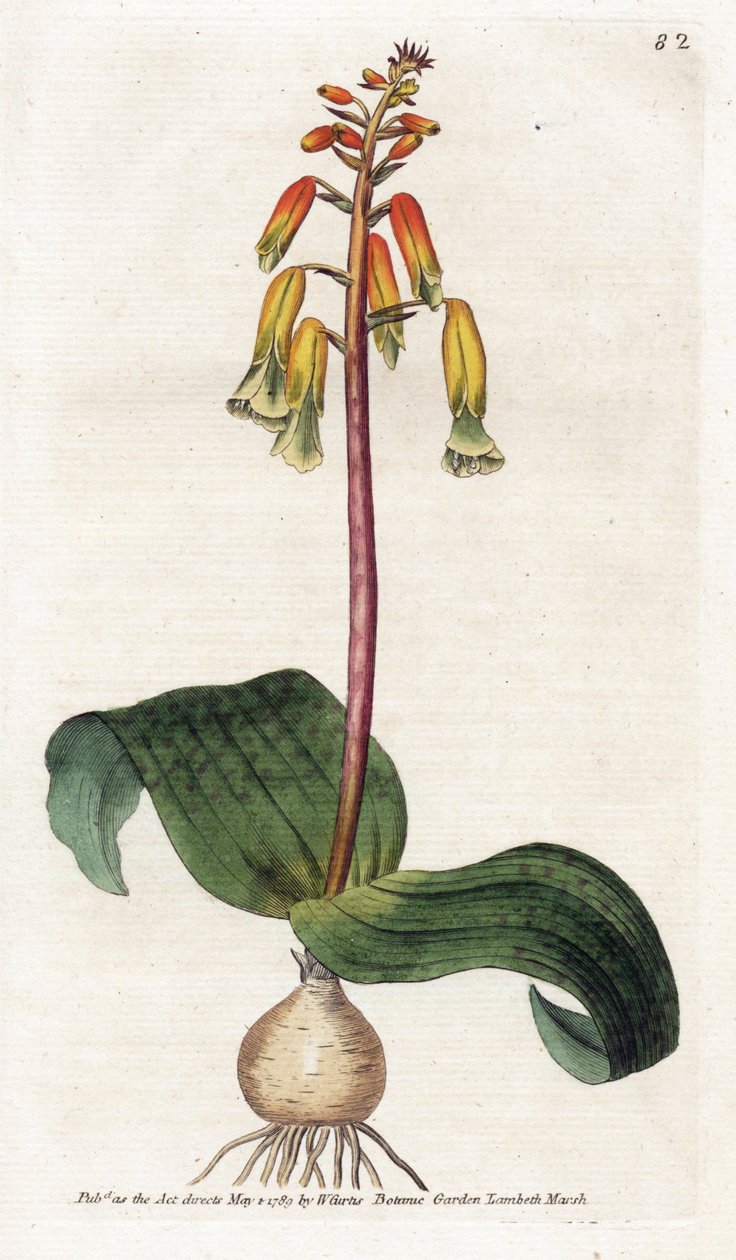 开普敦布谷鸟 - 詹姆斯-索尔比（1757-1822 年）的石版画，威廉-柯蒂斯（1746-1799 年）《植物杂志》中的插图 作者 詹姆斯·索尔比