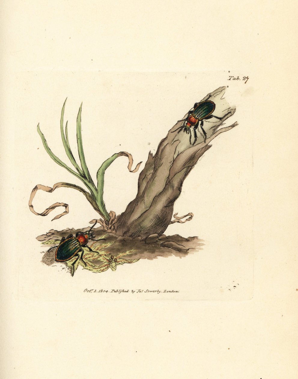 Carabus nitens 甲虫。詹姆斯-索尔比（James Sowerby）的手工彩色铜版雕刻，选自《英国杂录》，或《新奇、罕见或鲜为人知的动物题材彩色图片》。 作者 詹姆斯·索尔比