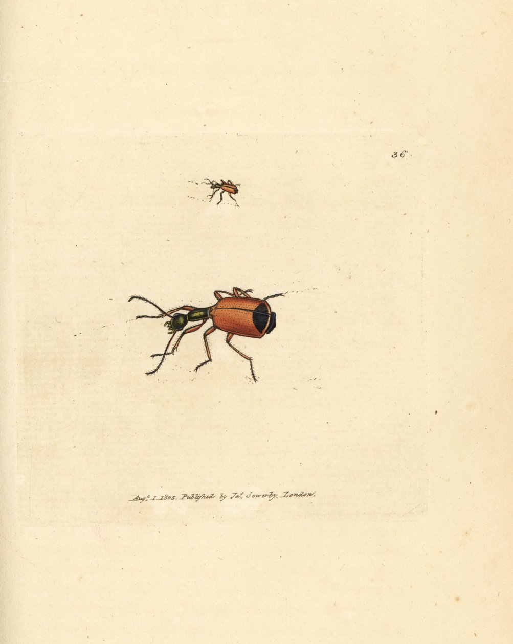 Carabus rotundicollis 甲虫。詹姆斯-索尔比（James Sowerby）的手工彩色铜版雕刻，选自《英国杂录》（The British Miscellany），或《新奇、罕见或鲜为人知的动物题材彩色图片》（Colored figures of new, rare, or little known animal subjects）。 作者 詹姆斯·索尔比