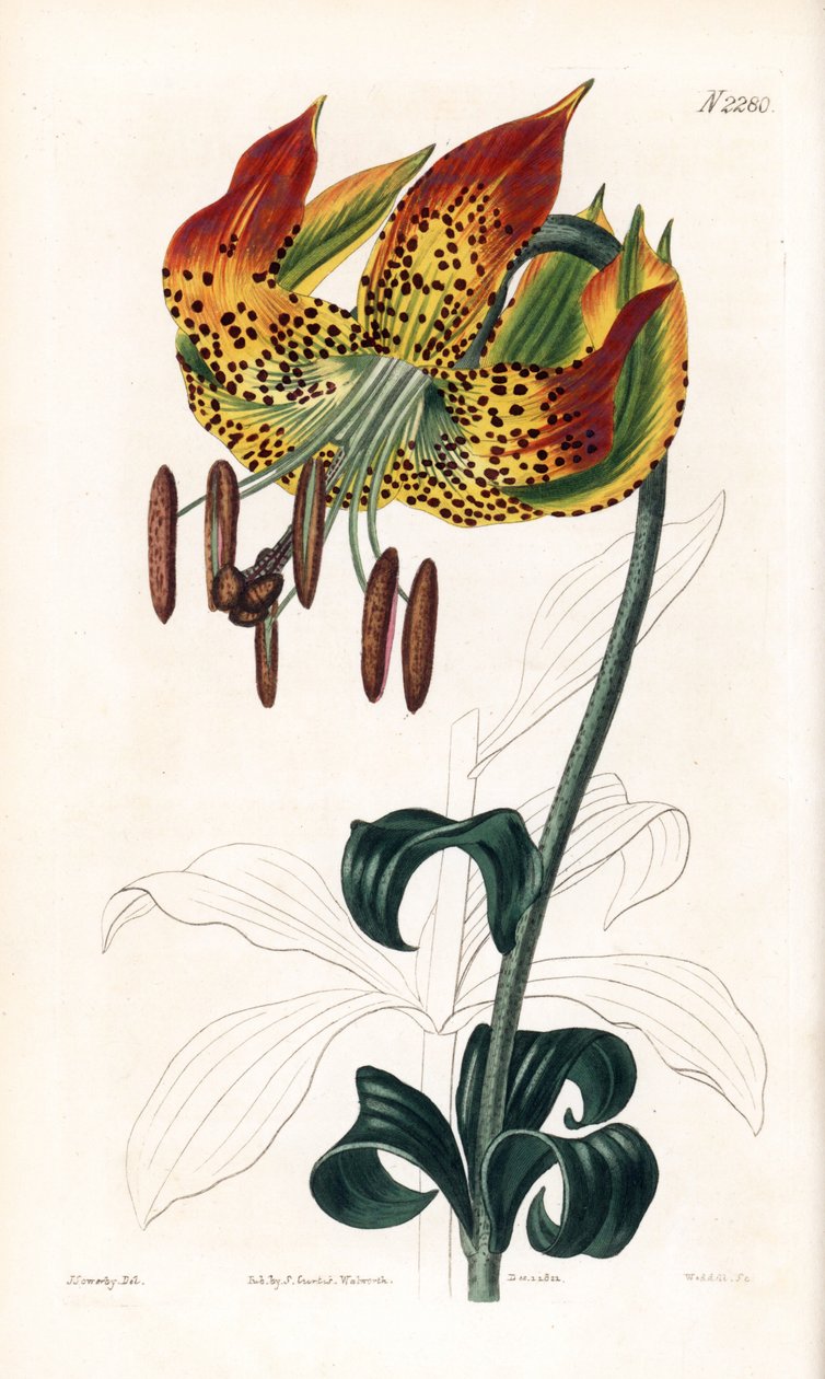 卡罗莱纳百合 - 卡罗莱纳百合，Lilium michauxii（卡罗莱纳马塔贡百合，Lilium carolinianum）。 韦德尔手绘铜版雕刻，根据詹姆斯·索尔比 (James Sowerby) 插图，来自塞缪尔·柯蒂斯 (Samuel Curtis) 伦敦《植物杂志》 作者 詹姆斯·索尔比