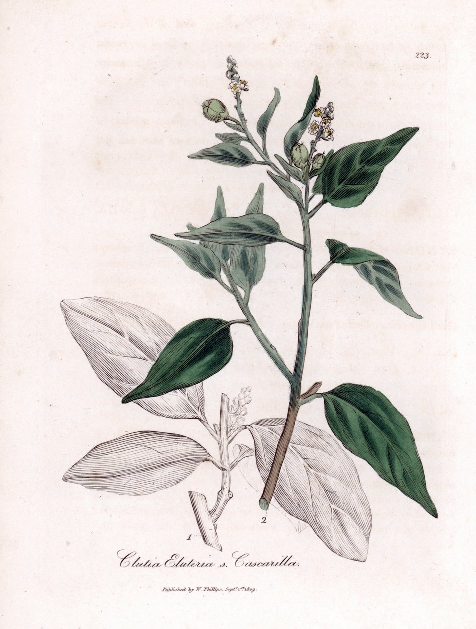 Cascarille officinale 或软木或假昆木 - Cascarilla, Croton (Clutia) eluteria。詹姆斯-索尔比（James Sowerby）根据威廉-伍德维尔（William Woodville）和威廉-杰克逊-胡克爵士（William Jackson Hooker）的《医学植物学》绘制的植物插图所作的手工彩色铜版雕刻。 作者 詹姆斯·索尔比