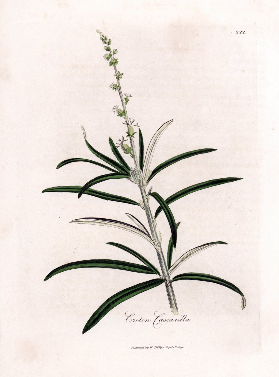 Cascarille officinale 或软木或人造金奎纳 - Cascarilla、巴豆 eluteria。 手绘铜版雕刻，取自詹姆斯·索尔比 (James Sowerby) 的植物插图，出自威廉·伍德维尔 (William Woodville) 和威廉·杰克逊·胡克爵士 (Sir William Jackson Hooker) 的“药用植物学”，约翰·博恩 (John Bohn)，Lo 作者 詹姆斯·索尔比