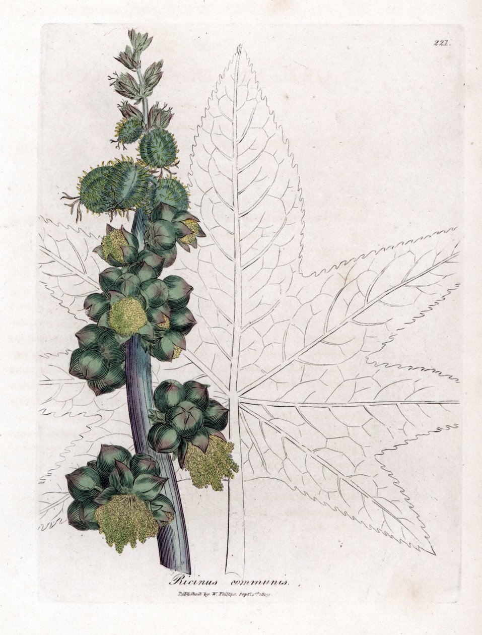 蓖麻 - 蓖麻油植物，蓖麻。 手绘铜版雕刻，取自詹姆斯·索尔比 (James Sowerby) 的植物插图，来自威廉·伍德维尔 (William Woodville) 和威廉·杰克逊·胡克爵士 (Sir William Jackson Hooker) 的“药用植物学”，约翰·博恩 (John Bohn)，伦敦 作者 詹姆斯·索尔比