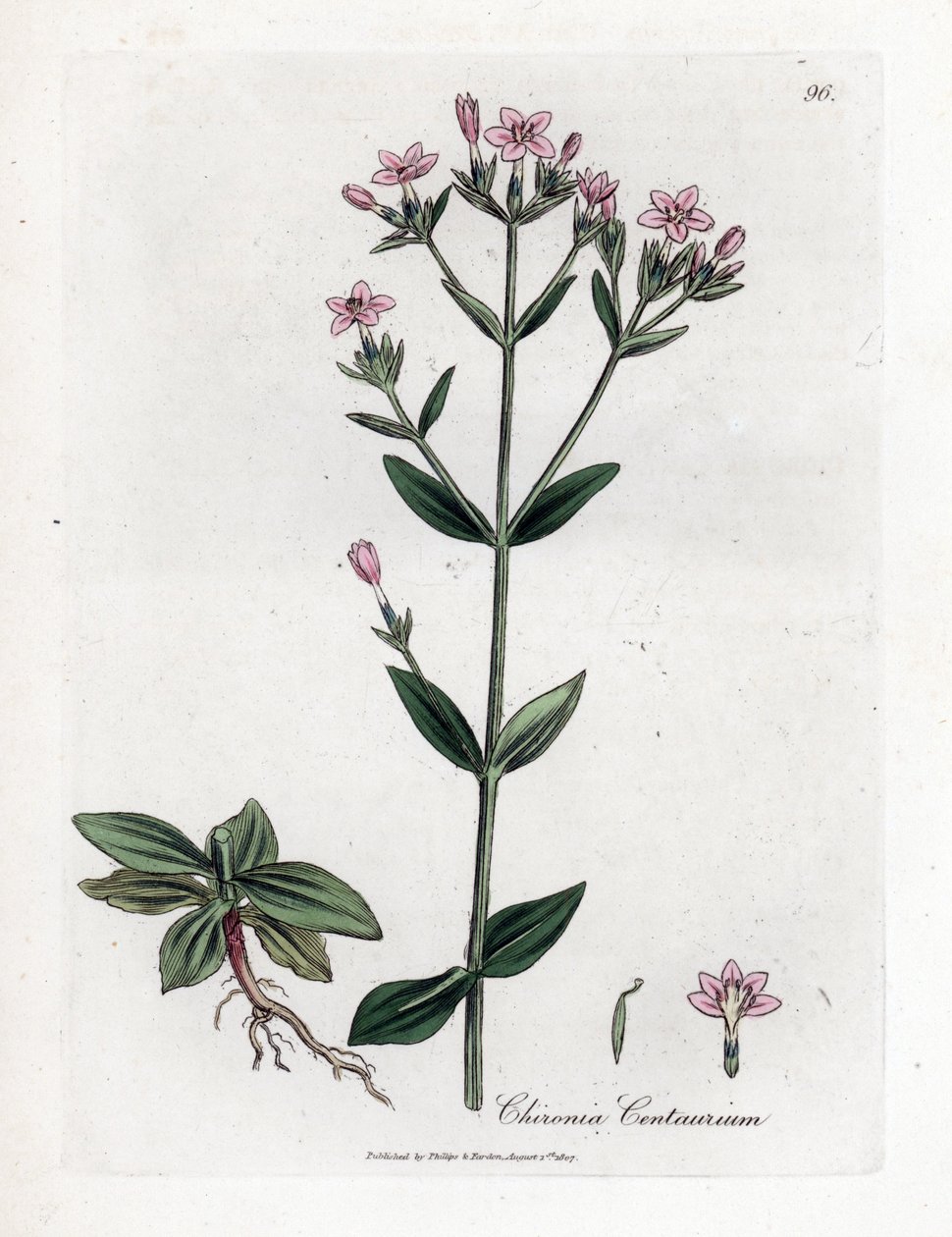 Centauree Chironia - 半人马座, Chironia centaurium。詹姆斯-索尔比（James Sowerby）根据威廉-伍德维尔（William Woodville）和威廉-杰克逊-胡克爵士（William Jackson Hooker）的《医学植物学》绘制的植物插图手工彩色铜版雕刻，约翰-波恩，伦敦 作者 詹姆斯·索尔比
