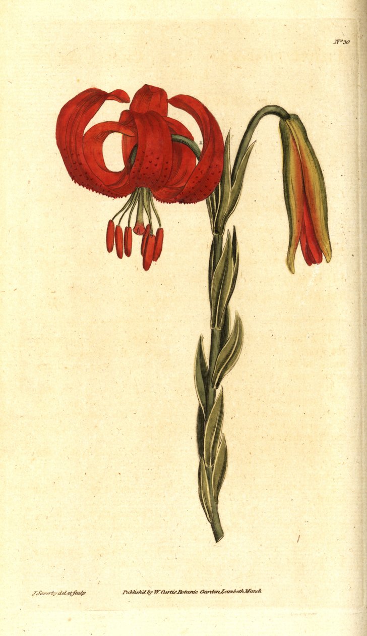 萼片百合 - 萼片百合，Lilium chalcedonicum。詹姆斯-索尔比（James Sowerby）的手工铜版雕刻和植物插图，选自威廉-柯蒂斯（William Curtis）的《植物杂志》，伦敦兰贝斯沼泽地 作者 詹姆斯·索尔比