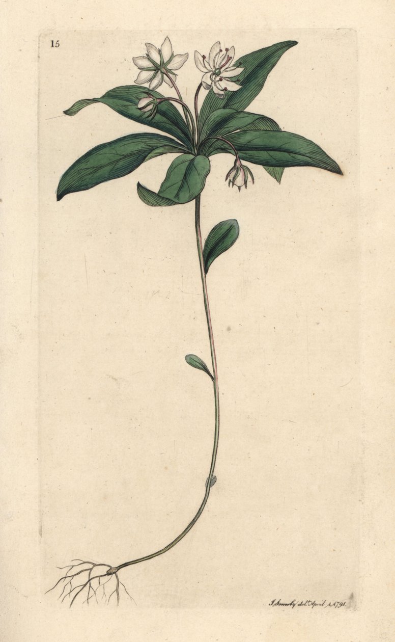 鸡冠花冬绿，Lysimachia europaea (Trientalis europaea) 根据詹姆斯-索尔比（James Sowerby）的插图绘制的手工彩色铜版雕刻，出自伦敦詹姆斯-史密斯（James Smith）的《英国植物学》（English Botany）。 作者 詹姆斯·索尔比