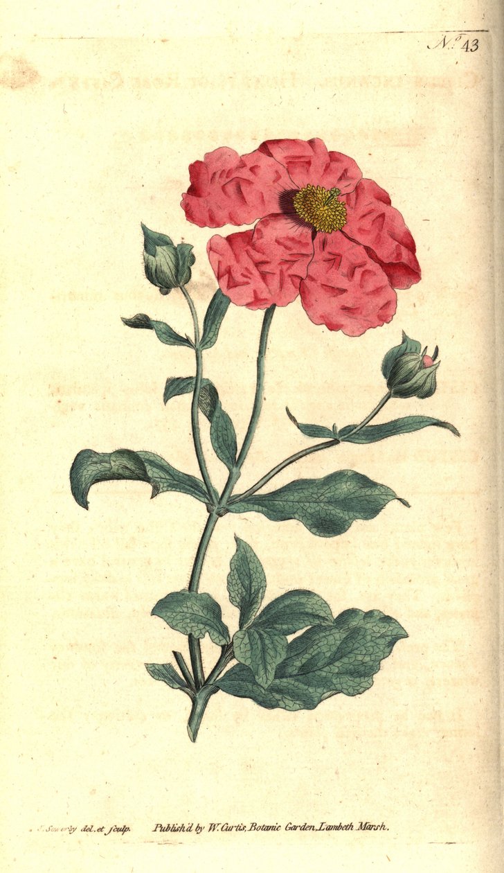 肉苁蓉 - Hoary cistus 玫瑰金肉苁蓉，Cistus incanus。詹姆斯-索尔比（James Sowerby）的手工铜版雕刻和植物插图，选自威廉-柯蒂斯（William Curtis）的《植物杂志》，伦敦兰贝斯沼泽地 作者 詹姆斯·索尔比