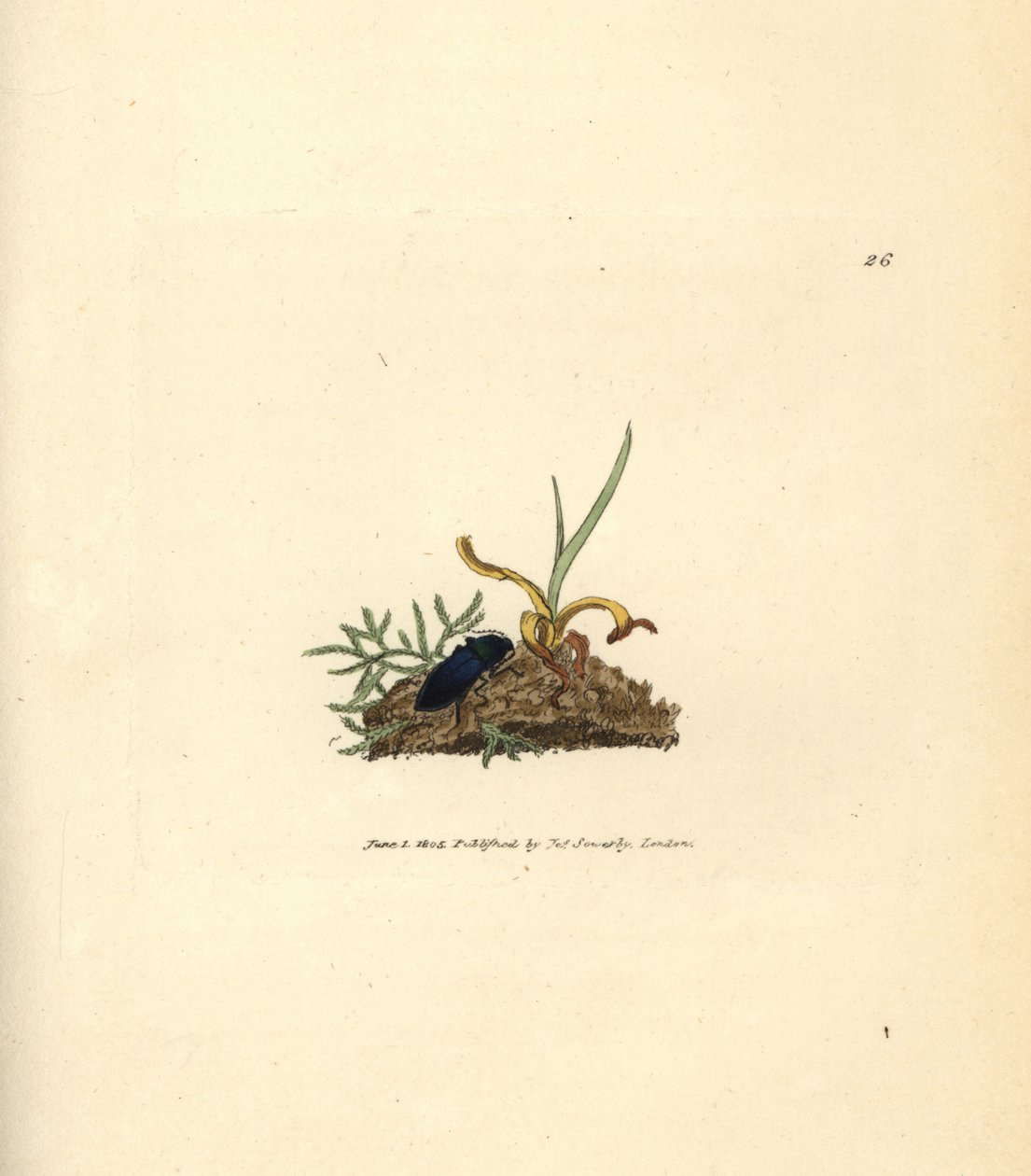 点击甲虫，Selatosomus aeneus (Elatercyneus)。 《英国杂记》中詹姆斯·索尔比 (James Sowerby) 的手绘铜版雕刻，或新的、稀有的或鲜为人知的动物主题的彩色人物。 作者 詹姆斯·索尔比