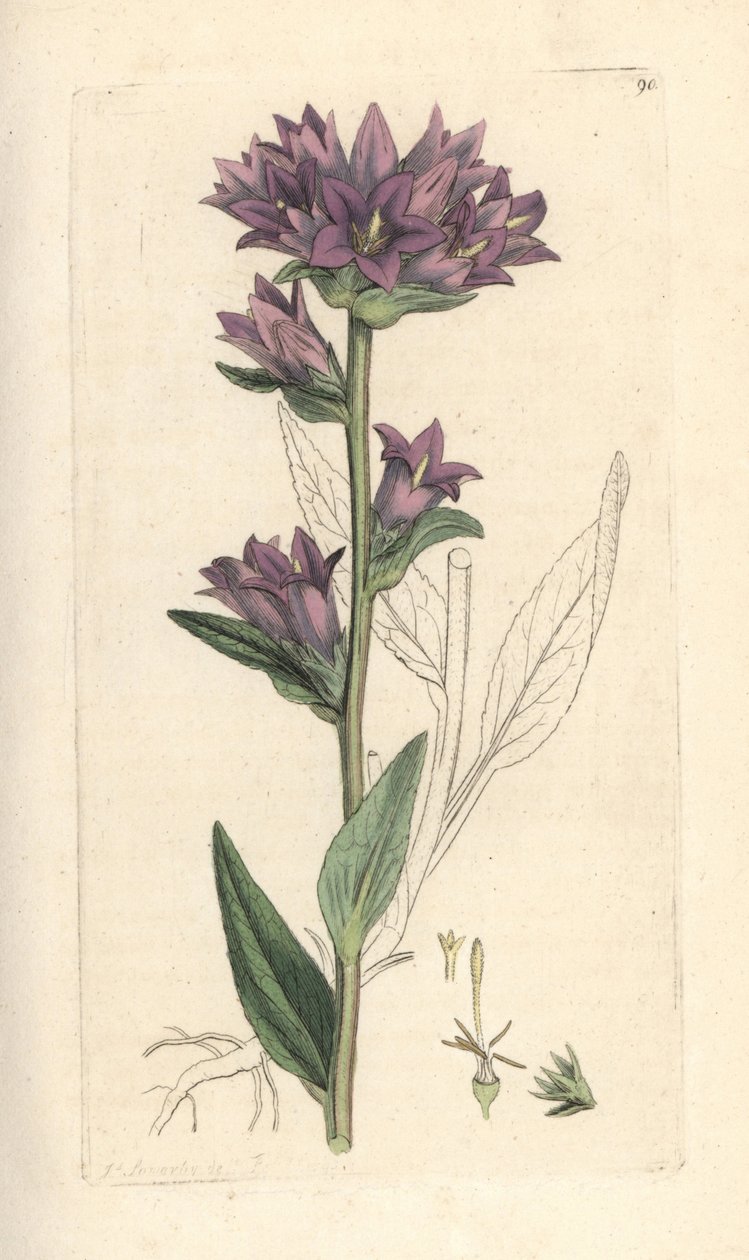 簇状风铃草，风铃草 (Campanule agglomeree) 手绘铜版雕刻，由詹姆斯·索尔比 (James Sowerby) 绘制，来自伦敦詹姆斯·史密斯英国植物学 (James Smith
