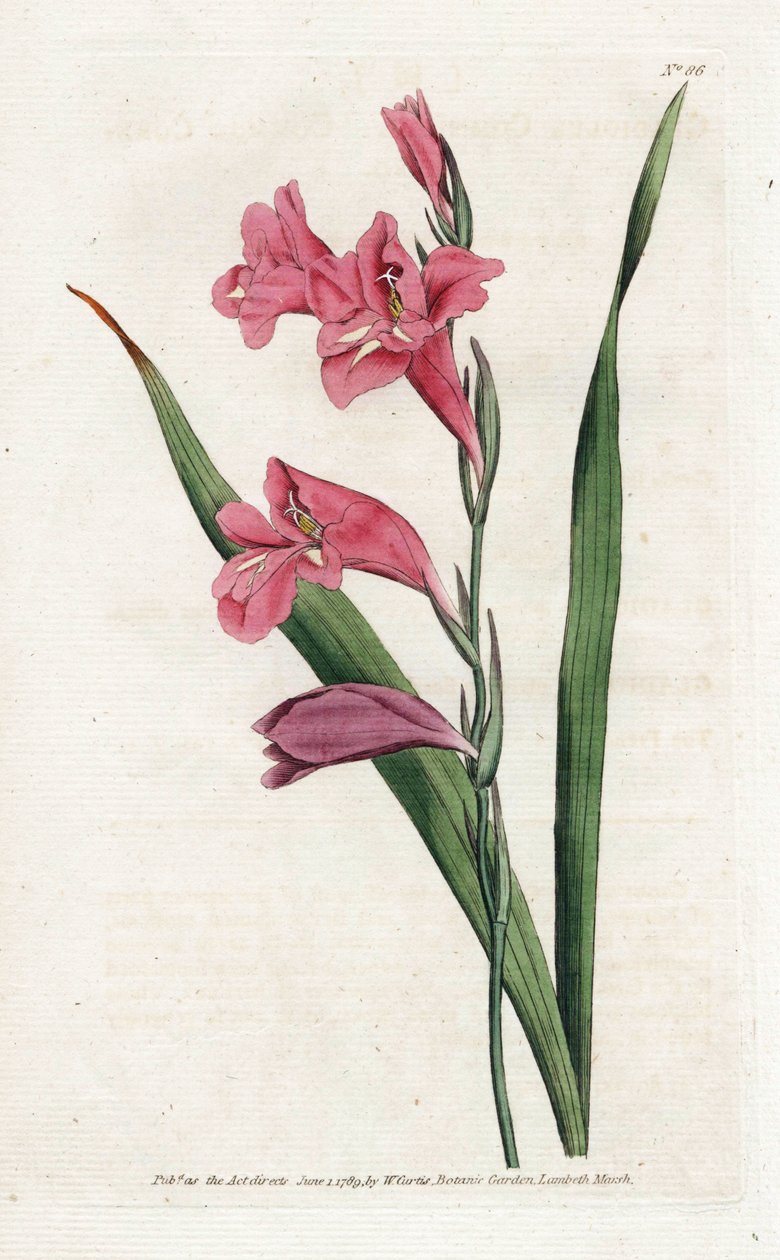 Common Glaieul - 詹姆斯·索尔比（James Sowerby，1757-1822）的平版印刷，来自威廉·柯蒂斯（William Curtis，1746-1799）的植物杂志 作者 詹姆斯·索尔比