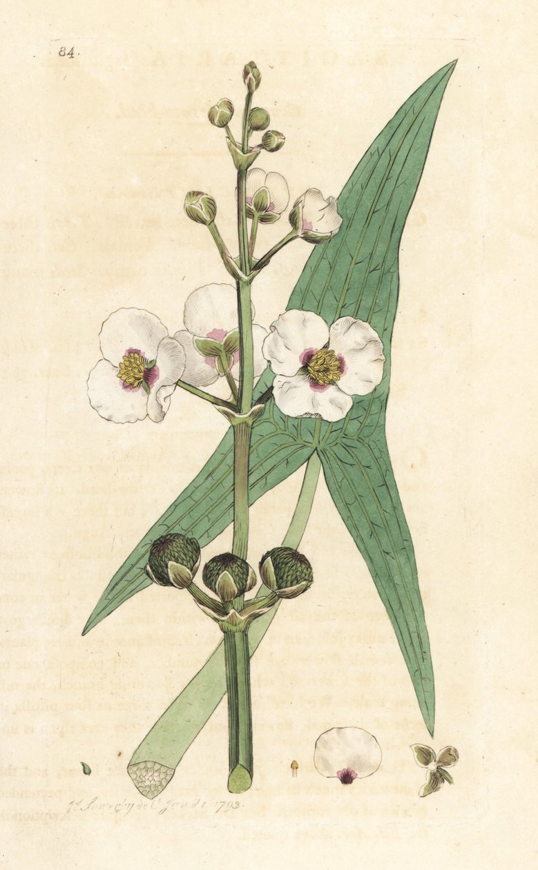 普通箭竹，Sagittaria sagittifolia (sagittarius) 根据詹姆斯-索尔比（James Sowerby）在伦敦詹姆斯-史密斯（James Smith）的《英国植物学》（English Botany）中的插图绘制的手工彩色铜版雕刻。 作者 詹姆斯·索尔比
