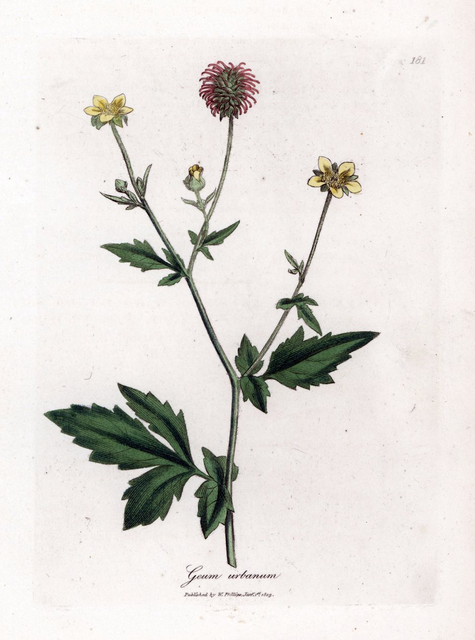 常见的 Benoite 或 Saint Benoit 草 - Wood avens、Geum Urbanum。 手绘铜版雕刻，取自詹姆斯·索尔比 (James Sowerby) 的植物插图，来自威廉·伍德维尔 (William Woodville) 和威廉·杰克逊·胡克爵士 (Sir William Jackson Hooker) 的“药用植物学”，约翰·博恩 (John Bohn)，伦敦 作者 詹姆斯·索尔比