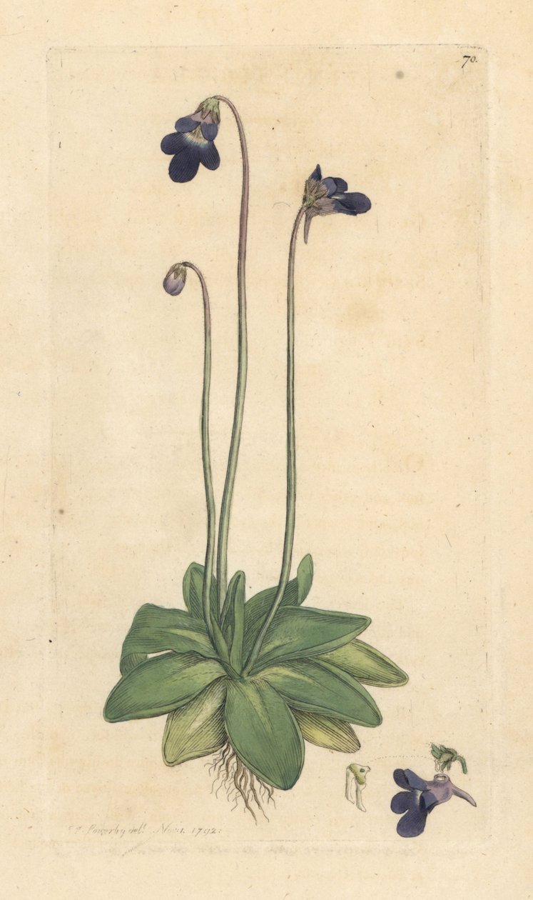 Common butterwort, Pinguicula vulgaris (grassette) Handcoloured copperplate engraving after an illustration by James Sowerby from James Smith