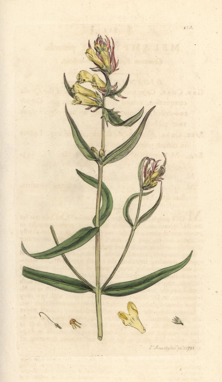 普通牛小麦、Melampyrum pratense（Melampyre des pres、木粟、Cochelet、黄香）手绘铜版雕刻，由詹姆斯·索尔比 (James Sowerby) 绘制，来自伦敦詹姆斯·史密斯英国植物学 (James Smith