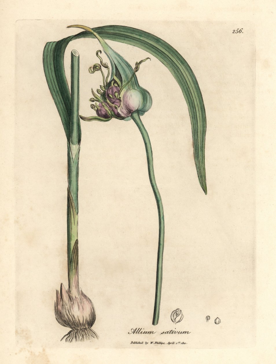 普通栽培大蒜，Allium sativum 作者 詹姆斯·索尔比