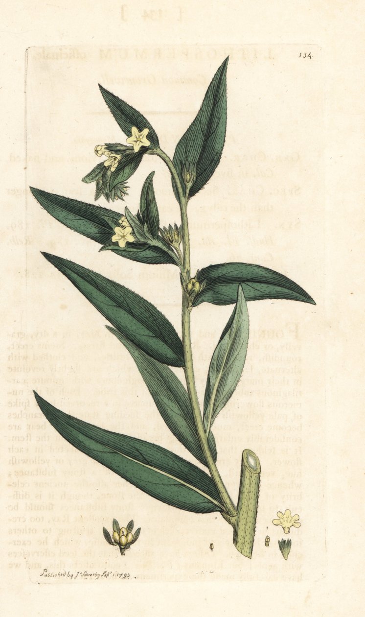 Common gromwell, Lithospermum officinale (Gremil officinal) 根据 James Smith 的《英国植物学》（伦敦）中 James Sowerby 的插图绘制的手工彩色铜版雕刻。 作者 詹姆斯·索尔比