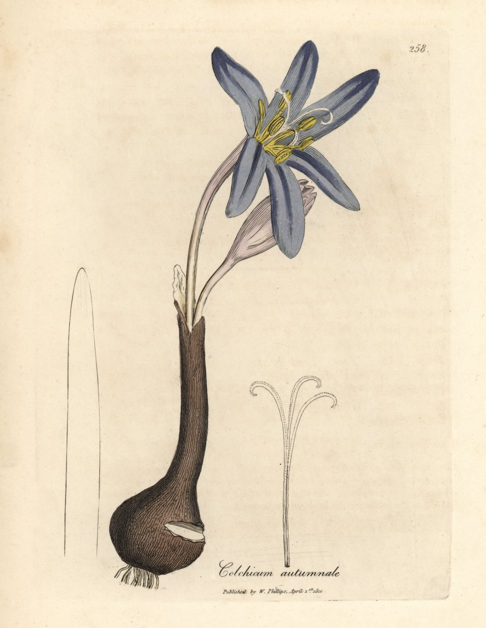 普通草地藏红花，Colchicum autumnale 作者 詹姆斯·索尔比
