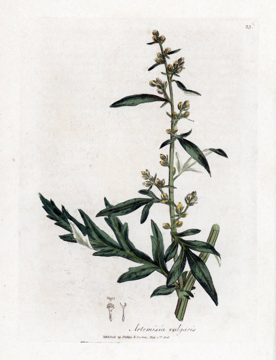 普通鼠尾草--艾蒿。詹姆斯-索尔比（James Sowerby）根据威廉-伍德维尔（William Woodville）和威廉-杰克逊-胡克爵士（William Jackson Hooker）的《医学植物学》绘制的植物插图所作的手工彩色铜版画，约翰-伯恩，伦敦 作者 詹姆斯·索尔比