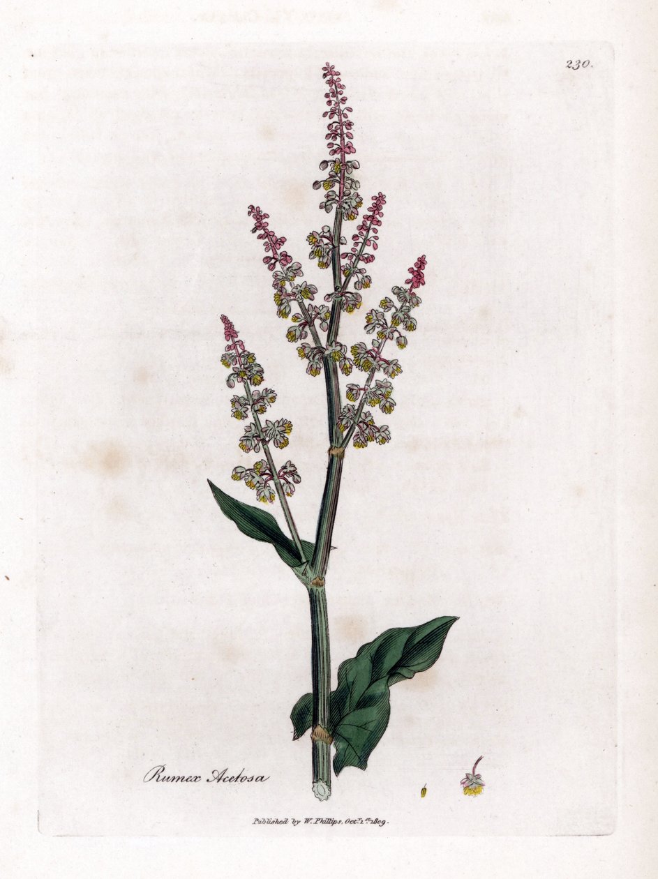 Common oseillle or large sorrel - Garden sorrel, Rumex acetosa.詹姆斯-索尔比（James Sowerby）根据威廉-伍德维尔（William Woodville）和威廉-杰克逊-胡克爵士（William Jackson Hooker）的《医学植物学》绘制的植物插图所作的手工彩色铜版雕刻，约翰-伯恩，伦敦 作者 詹姆斯·索尔比