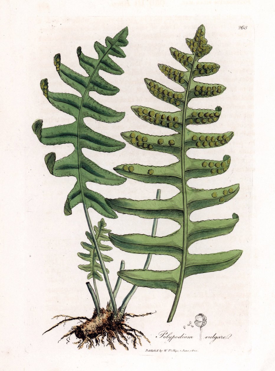 常见水龙骨或木甘草（蕨类植物）-常见水龙骨，Polypodium vulgare。 手绘铜版雕刻，取自詹姆斯·索尔比 (James Sowerby) 的植物插图，来自威廉·伍德维尔 (William Woodville) 和威廉·杰克逊·胡克爵士 (Sir William Jackson Hooker) 的“药用植物学”，约翰·博恩 (John Bohn)，伦敦 作者 詹姆斯·索尔比