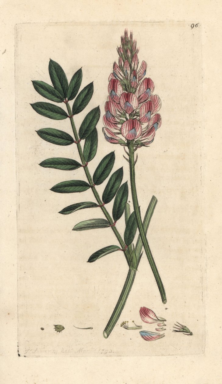 Common sainfoin, Onobrychis viciifolia (Hedysarum onobrychis) (Sainfoin cultive) 根据伦敦 James Smith 的《英国植物学》中 James Sowerby 的插图绘制的手工彩色铜版雕刻。 作者 詹姆斯·索尔比