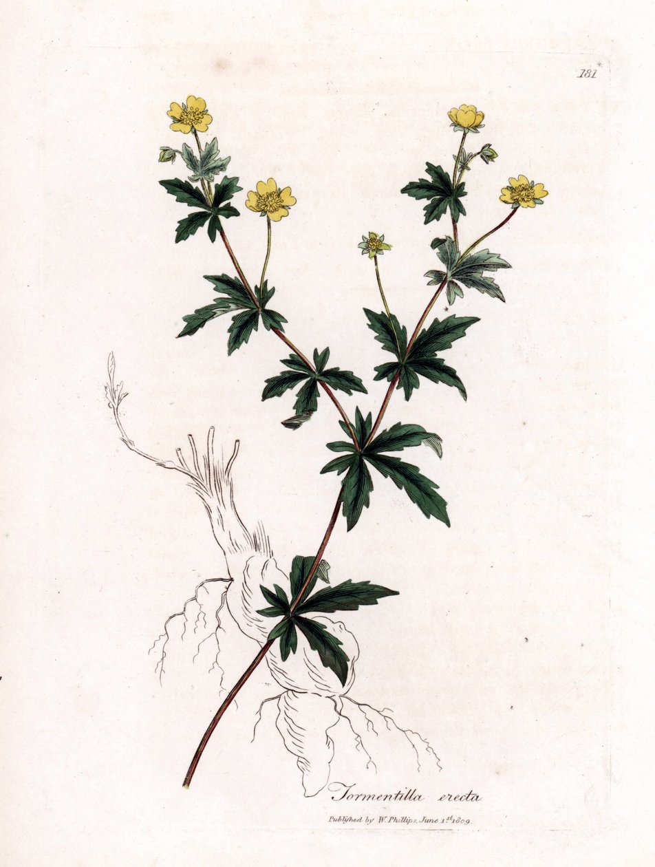 普通蒿草，直立蒿草。詹姆斯-索尔比（James Sowerby）根据威廉-伍德维尔（William Woodville）和威廉-杰克逊-胡克爵士（William Jackson Hooker）的《医学植物学》绘制的植物插图所作的手工彩色铜版雕刻，约翰-伯恩，伦敦 作者 詹姆斯·索尔比