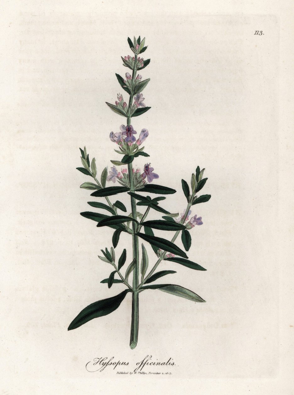 药典牛膝草。 手绘铜版画，取自詹姆斯·索尔比（James Sowerby，1757-1822 年）的绘画，收录于《药用植物》中 作者 詹姆斯·索尔比