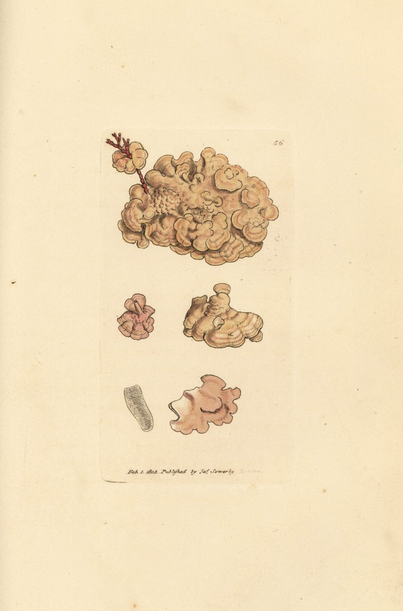 Coralline species, Corallina auriculariaeformis. (Cactus coralline, Halimedia opuntia) James Sowerby 手工彩色铜版雕刻，选自《英国杂录》，或《新奇、稀有或鲜为人知的动物彩色图像》。 作者 詹姆斯·索尔比