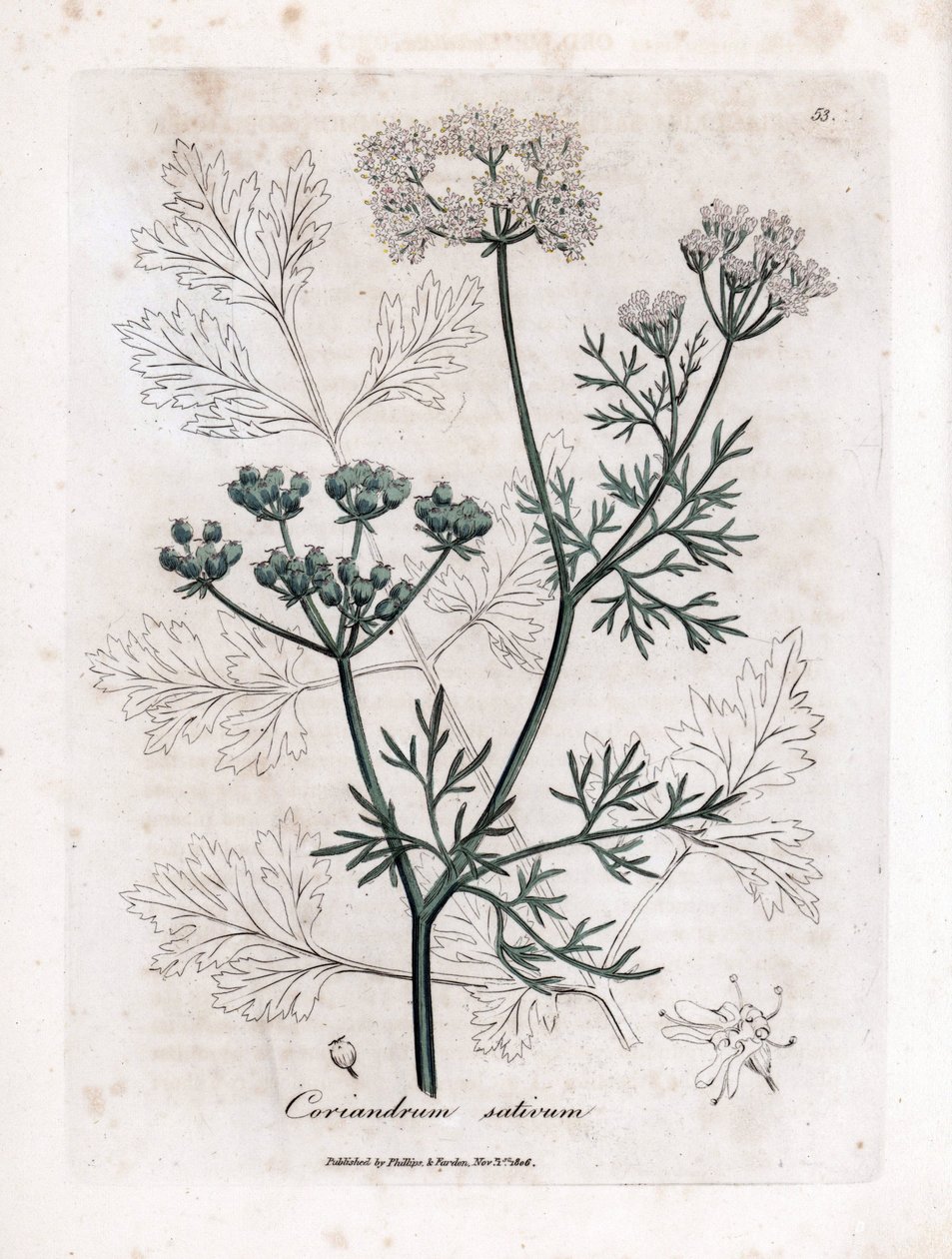 芫荽（Coriandrum sativum）。根据詹姆斯-索尔比（James Sowerby）的插图绘制的手工彩色铜版画。摘自威廉-伍德维尔和威廉-杰克逊-胡克爵士 1832 年出版的《药用植物学》一书。孜孜不倦的索尔比（1757-1822 年）绘制了多幅 作者 詹姆斯·索尔比
