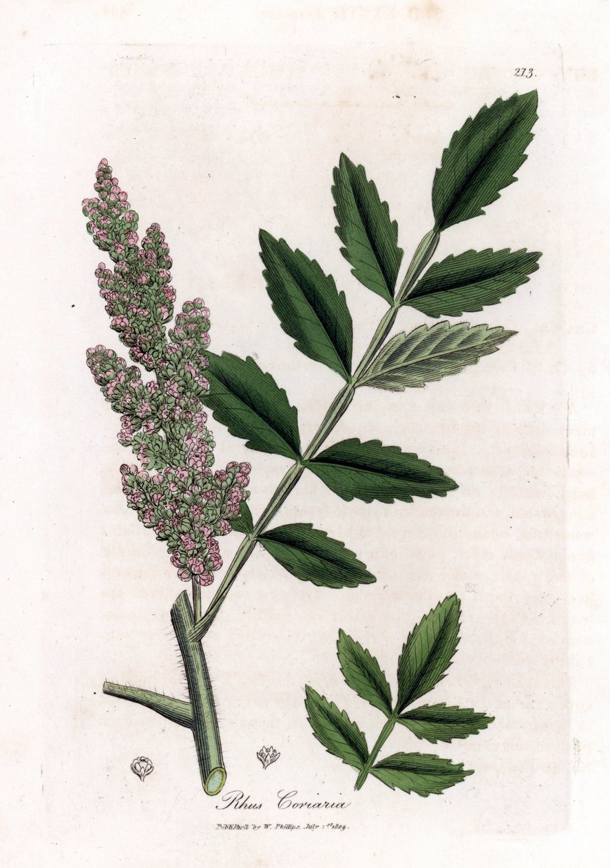 Corroyere 或 Corroyeurs 或旅行者的漆树 - 榆叶漆树，Rhus coriaria。 手绘铜版雕刻，取自詹姆斯·索尔比 (James Sowerby) 的植物插图，出自威廉·伍德维尔 (William Woodville) 和威廉·杰克逊·胡克爵士 (Sir William Jackson Hooker) 的“药用植物学”，约翰·博恩 (John Bohn)，伦敦 作者 詹姆斯·索尔比
