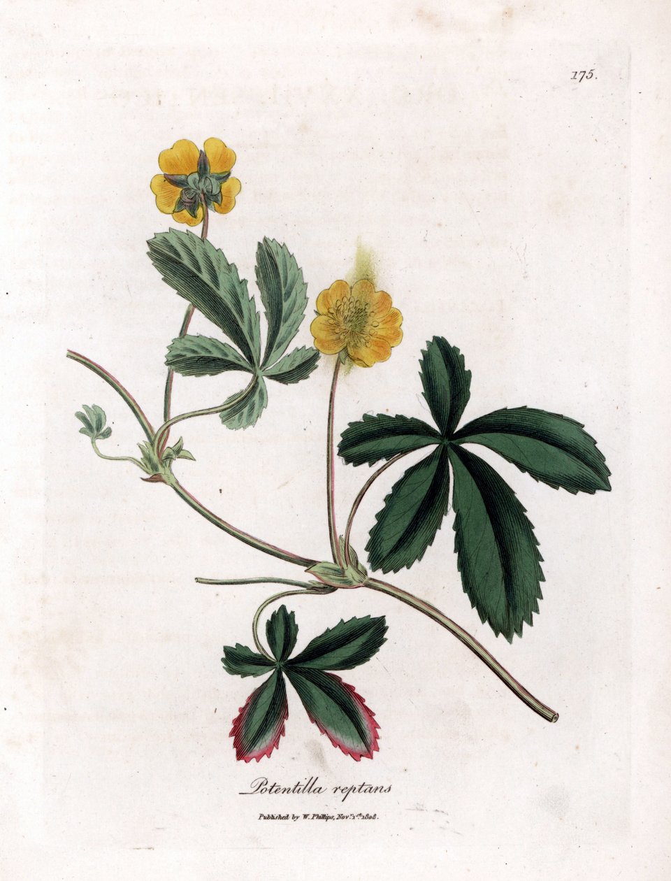 匍匐五色草或五色草--普通五色草，Potentilla reptans。詹姆斯-索尔比（James Sowerby）根据威廉-伍德维尔（William Woodville）和威廉-杰克逊-胡克爵士（William Jackson Hooker）的《医学植物学》绘制的植物插图手工彩色铜版画，约翰-伯恩，伦敦 作者 詹姆斯·索尔比