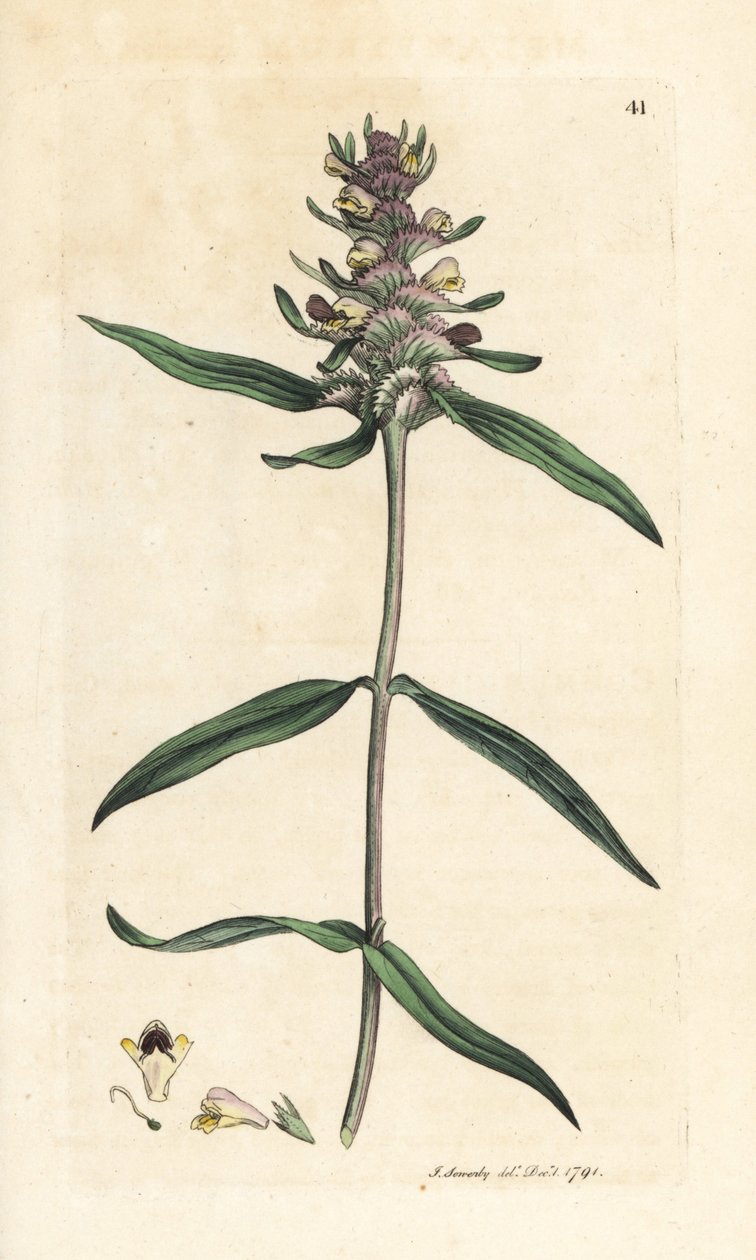 冠豇豆，Melampyrum cristatum (Melampyre) 根据詹姆斯-索尔比（James Sowerby）在伦敦詹姆斯-史密斯（James Smith）的《英国植物学》（English Botany）中的插图绘制的手工彩色铜版雕刻。 作者 詹姆斯·索尔比