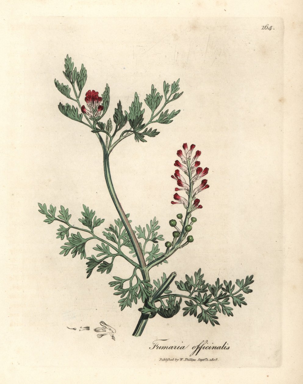 绯红花烟草，Fumaria officinalis 作者 詹姆斯·索尔比