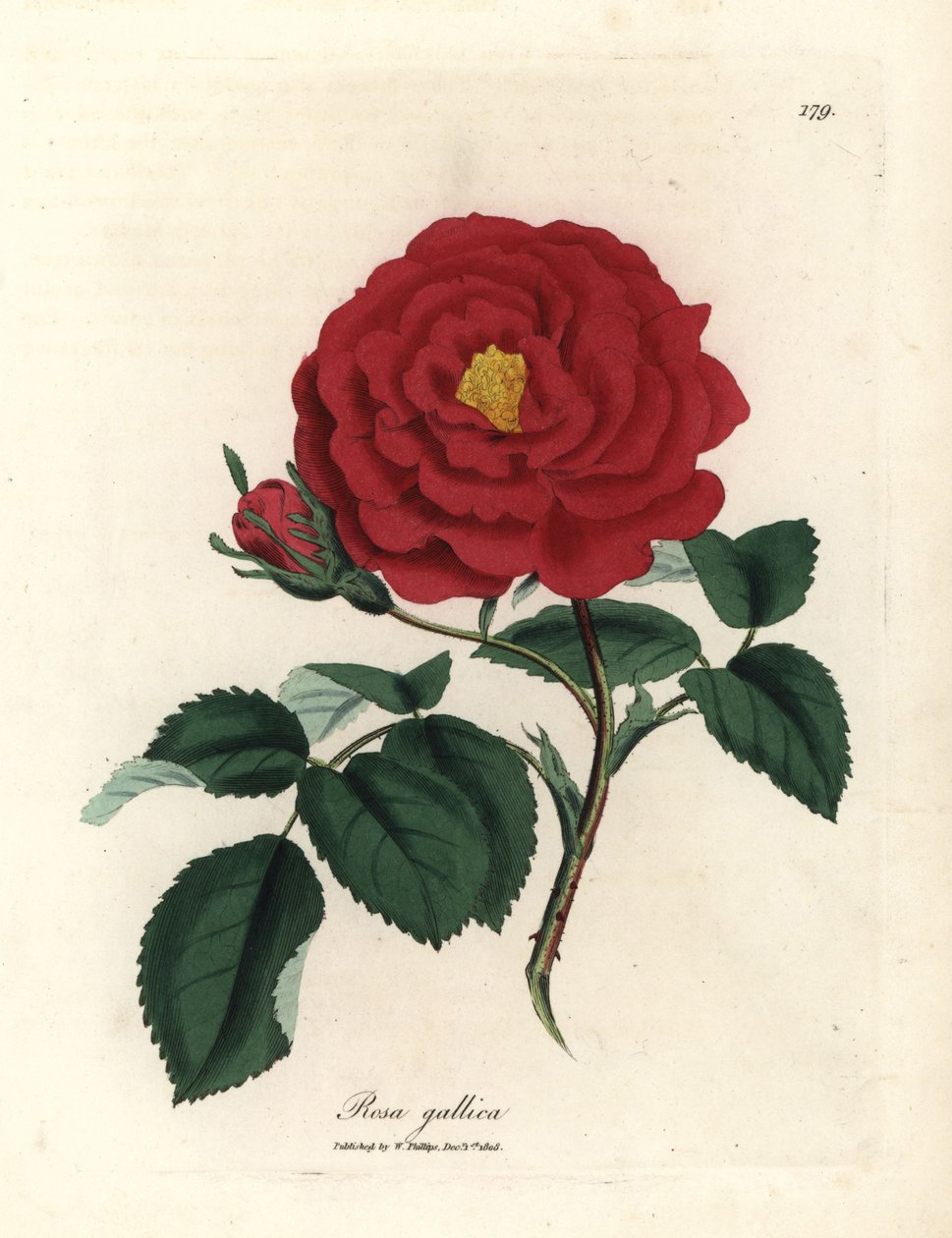 深红玫瑰、Rosa gallica 作者 詹姆斯·索尔比