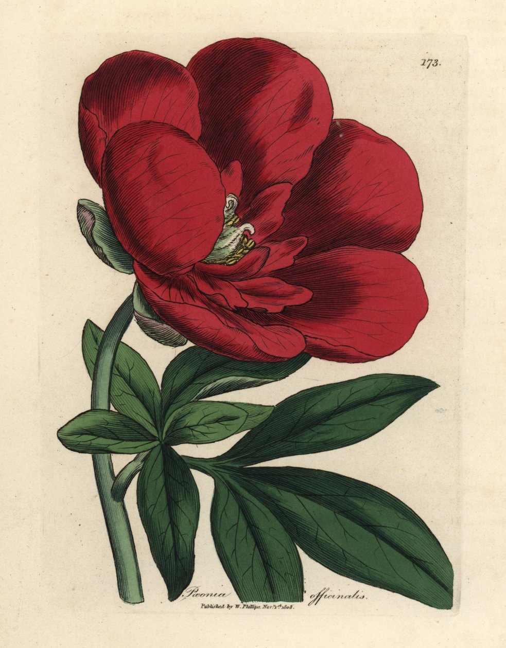 Crimson peony, Paeonia officinalis 作者 詹姆斯·索尔比