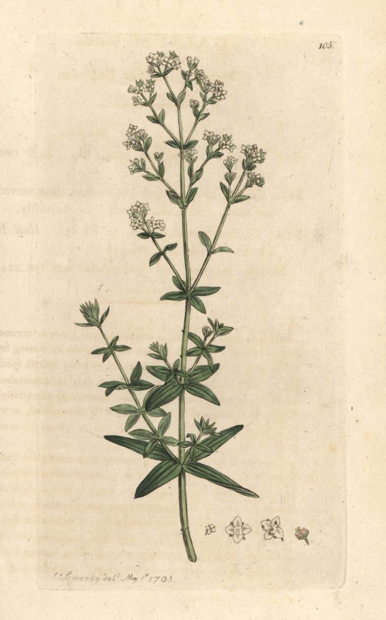 横叶女贞草（Galium boreale） 根据詹姆斯-索尔比（James Sowerby）的插图绘制的彩色铜版画，出自伦敦詹姆斯-史密斯（James Smith）的《英国植物学》（English Botany）。 作者 詹姆斯·索尔比