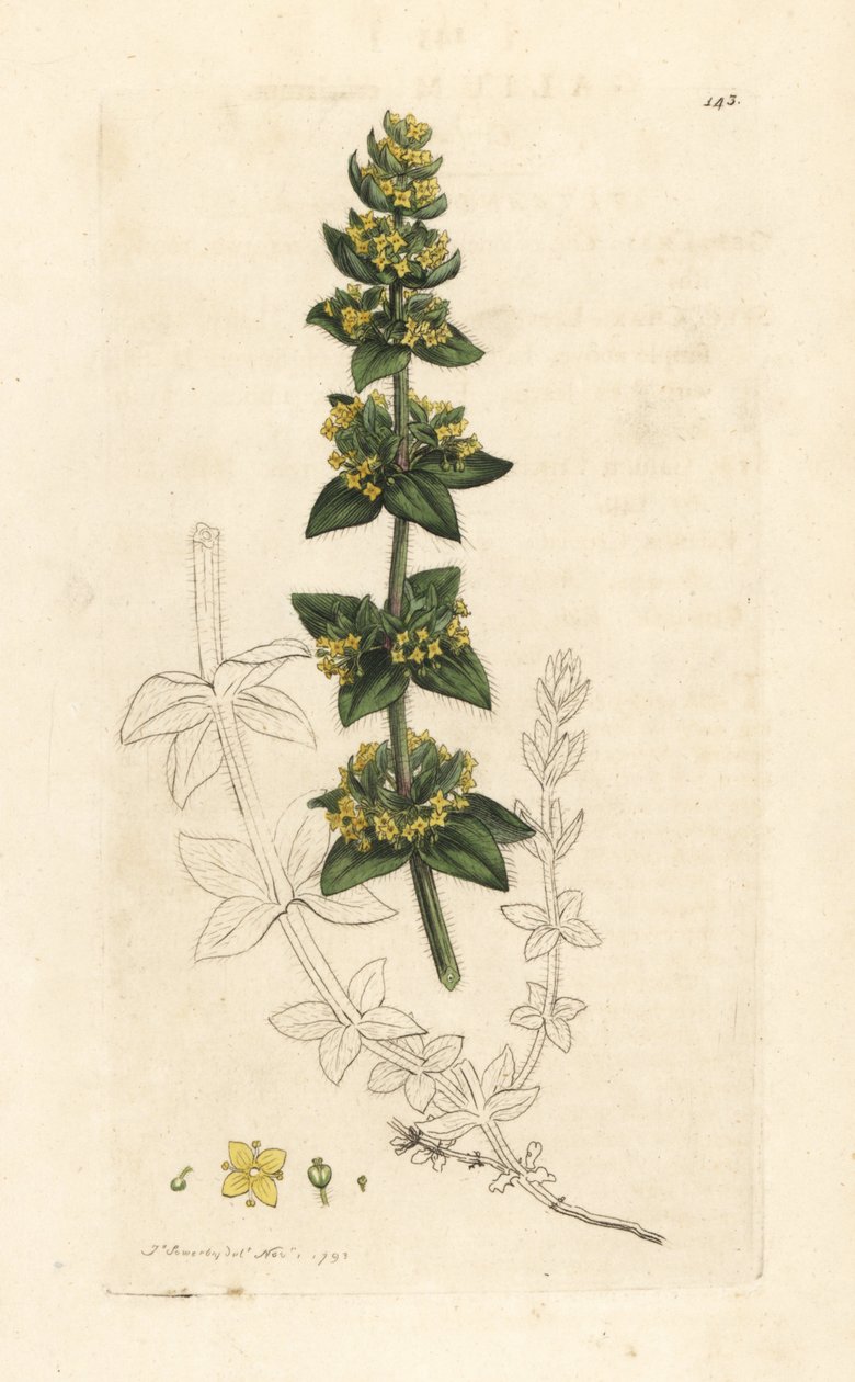 Crosswort or smooth bedstraw, Cruciata laevipes (Galium cruciatum). Handcoloured copperplate engraving after an illustration by James Sowerby from James Smith