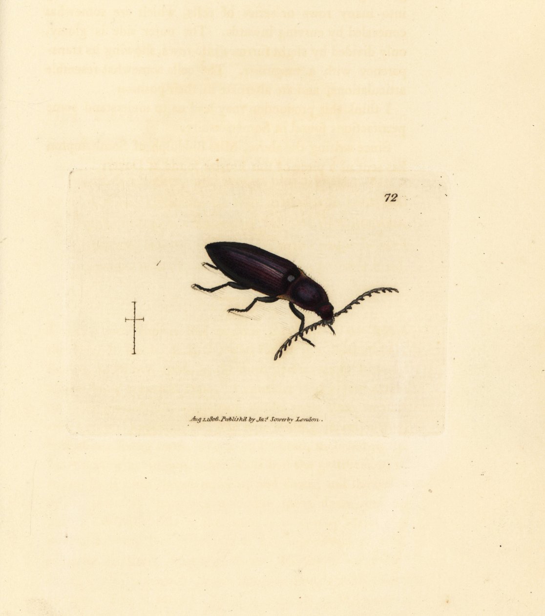 Ctenicera cuprea 甲虫 (Elater chalybeus)。 《英国杂记》中詹姆斯·索尔比 (James Sowerby) 的手绘铜版雕刻，或新的、稀有的或鲜为人知的动物主题的彩色人物。 作者 詹姆斯·索尔比