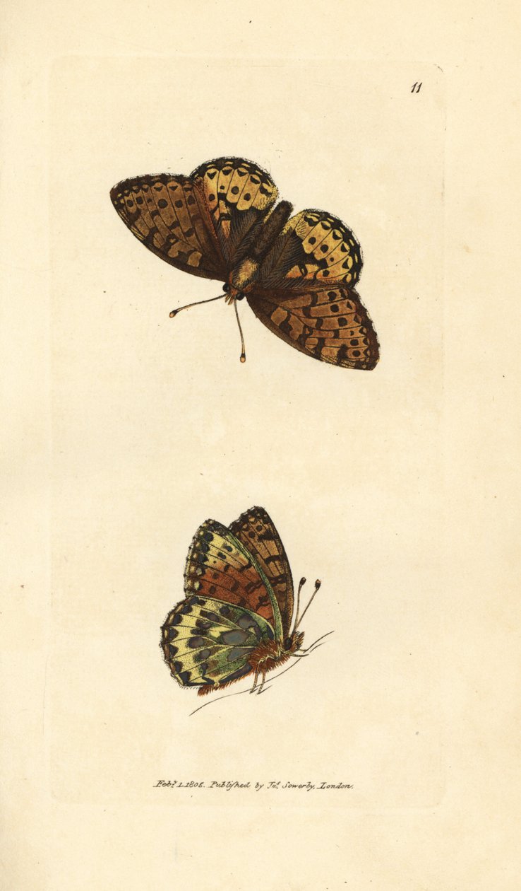 深绿色贝母，Argynnis aglaia（夏洛特蝴蝶，Papilio charlotta）。 《英国杂记》中詹姆斯·索尔比 (James Sowerby) 的手绘铜版雕刻，或新的、稀有的或鲜为人知的动物主题的彩色人物。 作者 詹姆斯·索尔比