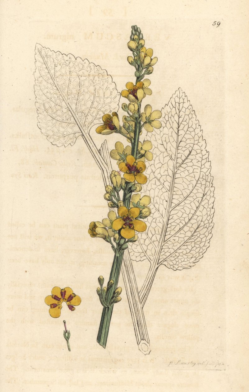 黑毛蕊花，Verbasum nigrum（黑毛蕊花） 根据詹姆斯-索尔比（James Sowerby）在伦敦詹姆斯-史密斯（James Smith）的《英国植物学》中的插图绘制的手工彩色铜版雕刻。 作者 詹姆斯·索尔比