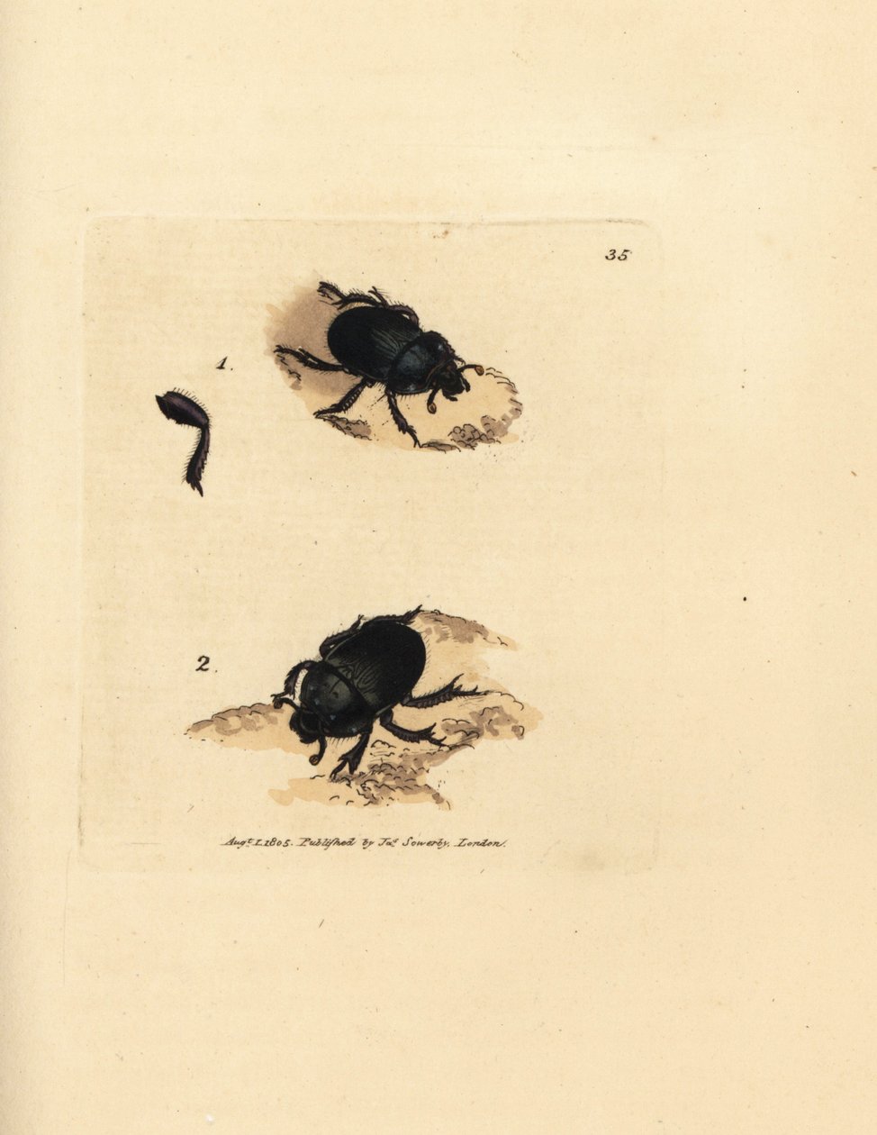Dor 甲虫或钻地粪甲虫，Geotrupes puncticollis (Scarabaeus spiniger)。 《英国杂记》中詹姆斯·索尔比 (James Sowerby) 的手绘铜版雕刻，或新的、稀有的或鲜为人知的动物主题的彩色人物。 作者 詹姆斯·索尔比