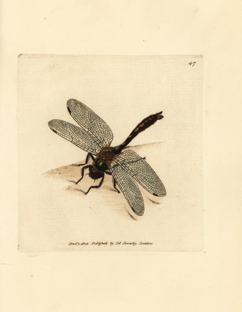 绒毛翡翠蜻蜓，Cordulia aenea（金属蜻蜓，Libellula aenea）。詹姆斯-索尔比（James Sowerby）的手工彩色铜版雕刻，选自《英国杂录》，或《新奇、罕见或鲜为人知的动物彩色图片》。 作者 詹姆斯·索尔比